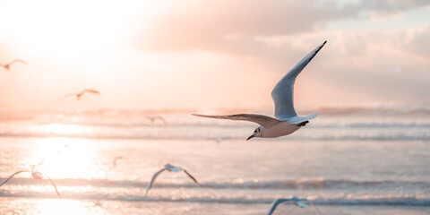 birds flying over the sea