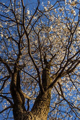 Ipê cheio de flores visto de baixo pra cima.