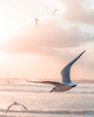 seagull in flight © תומר אבשלום
