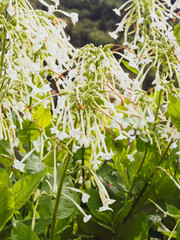 Fototapeta premium Woodland tobacco or nicotiana sylvestris with its clusters of fragrant white flowers above broad and light green leaves