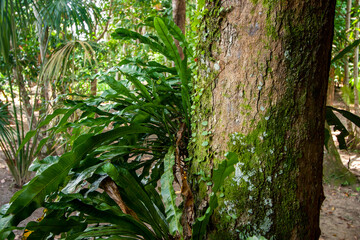 Tronco de árvore brasileira em close up com muita textura. Planta na floresta em macro com limo, líquen, superfície da madeira e detalhes.