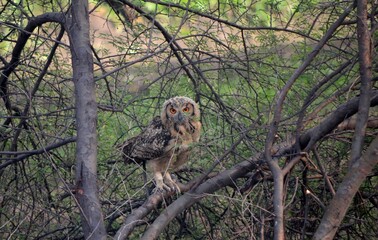 eurasian eagle owl