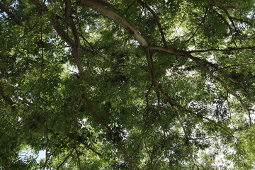 木と空のコラボレーション