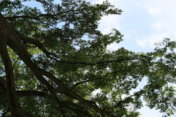 木と空のコラボレーション