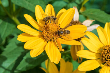 wild bees collect nectar on the last of the autumn colours
