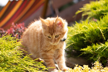 maine coon kitten © Jarek W