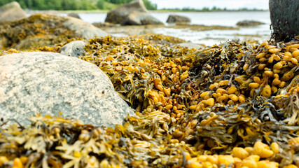 Brown algae on the seashore close-up. White sea, Russian North, coastline, seascape.
