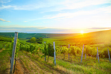 Obraz premium Ripe grapes on vines in Tuscany, Italy. Picturesque winery, vineyard. Sunset warm light. Eco. Sustainable