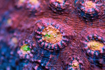 Beautiful chalice sps coral in coral reef aquarium tank. Macro shot. Selective focus.