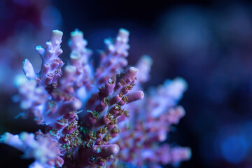 Beautiful acropora sps coral in coral reef aquarium tank. Macro shot.