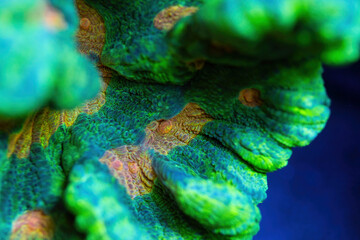 Beautiful pectinia lps coral in coral reef aquarium tank. Macro shot. Selective focus.