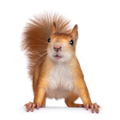 Obraz premium Red Japanese Lis squirrel, standing facing front on edge. Tail up in typical squirrel position. Looking very curious towards lens. Isolated on white background.