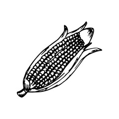 Hand drawn sketch style of corn vegetable