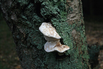 mushroom on tree
