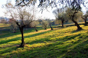 Countryside landscape with olive trees in the sunset, Umbria area, Italy