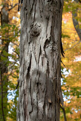 The trunk of a shag bark hickory tree on a sunny fall day in the Carolinian forests of southern Ontario, Canada