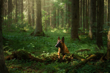 Naklejka na ściany i meble dog in the forest. Malinois in nature. pet outdoors