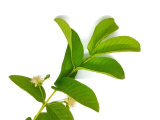 Obraz premium Guava leaves isolated on white background 