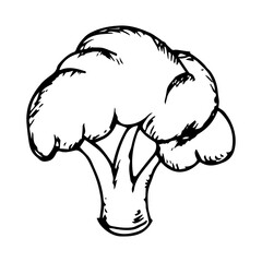 Hand Drawn sketch of broccoli icon