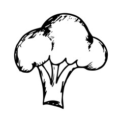 Hand Drawn sketch of broccoli icon