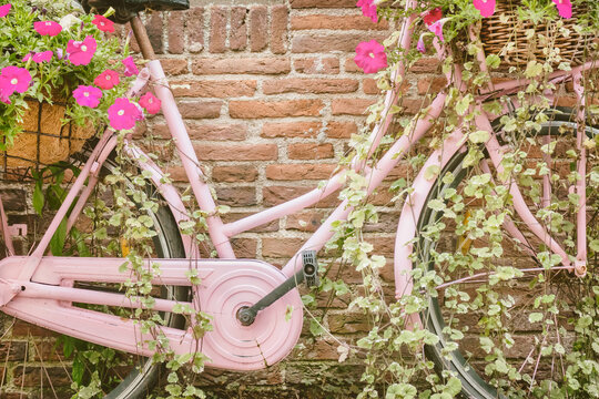 Retro pink woman bicycle with blooming flowers and basket