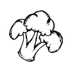 Hand Drawn sketch of broccoli icon