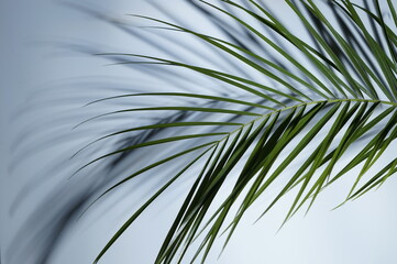 palm tropical leaves cast shadow on white background