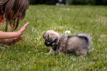 Naklejka na ściany i meble Little Pekingese puppy for a walk in the park. Walk your pet in the fresh air. Girl playing with a puppy on the grass