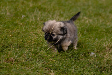 Little Pekingese puppy for a walk in the park. Walk your pet in the fresh air