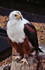 close up of a eagle