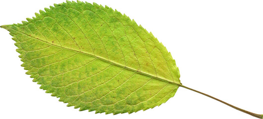 Isolated realistic colorful leaf on white background. Organic decorative element.