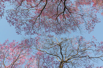 Treetops with pink flowers under a blue sky background