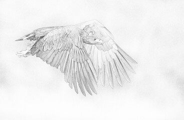 White tailed eagle (Haliaeetus albicilla) - sketch