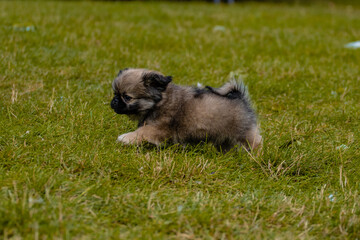 Obraz premium Little Pekingese puppy for a walk in the park. Walk your pet in the fresh air