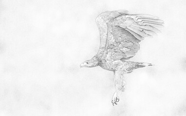White tailed eagle (Haliaeetus albicilla) - sketch