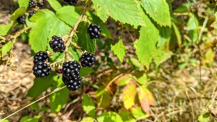 Fresh Ripe Blackberries on a Bramble-Bush. Close-up