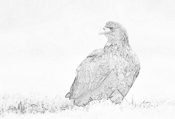 White tailed eagle (Haliaeetus albicilla) - sketch