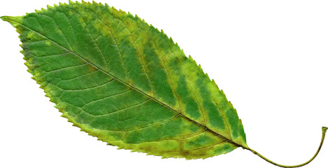 Isolated realistic colorful leaf on white background. Organic decorative element.