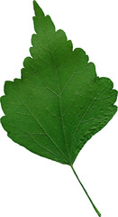 Isolated realistic colorful leaf on white background. Organic decorative element.