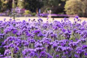 Fototapeta premium Phacelia blooming in the meadow. Beautiful flowers.