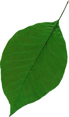 Obraz premium Isolated realistic colorful leaf on white background. Organic decorative element.