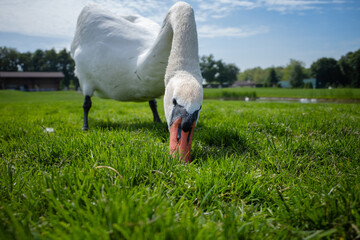 white swan on a green grass