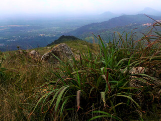 Shrubs and grass in a mountain range