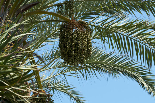 Green dates and palm leaves in front of blue sky