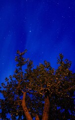 night sky with stars and tree