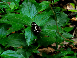 black and white butterfly on a leaf