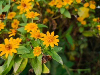 yellow flowers in the garden