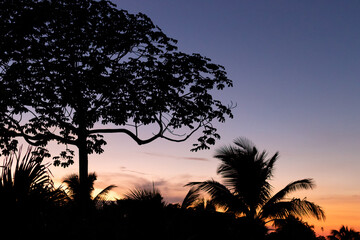 Fototapeta na wymiar Silhouettes of palm trees at sunset with a background of evening sky. Cuba, Holguin