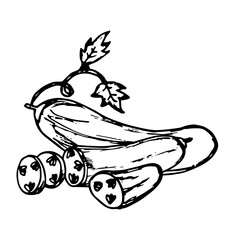 Sketch hand drawn of cucumber illustration