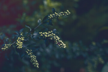 Branches with green berries in early morning